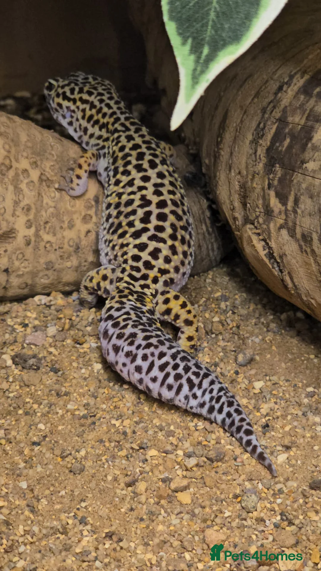 Gecko reptiles for sale: 3 x gecko and set up - Advert 8