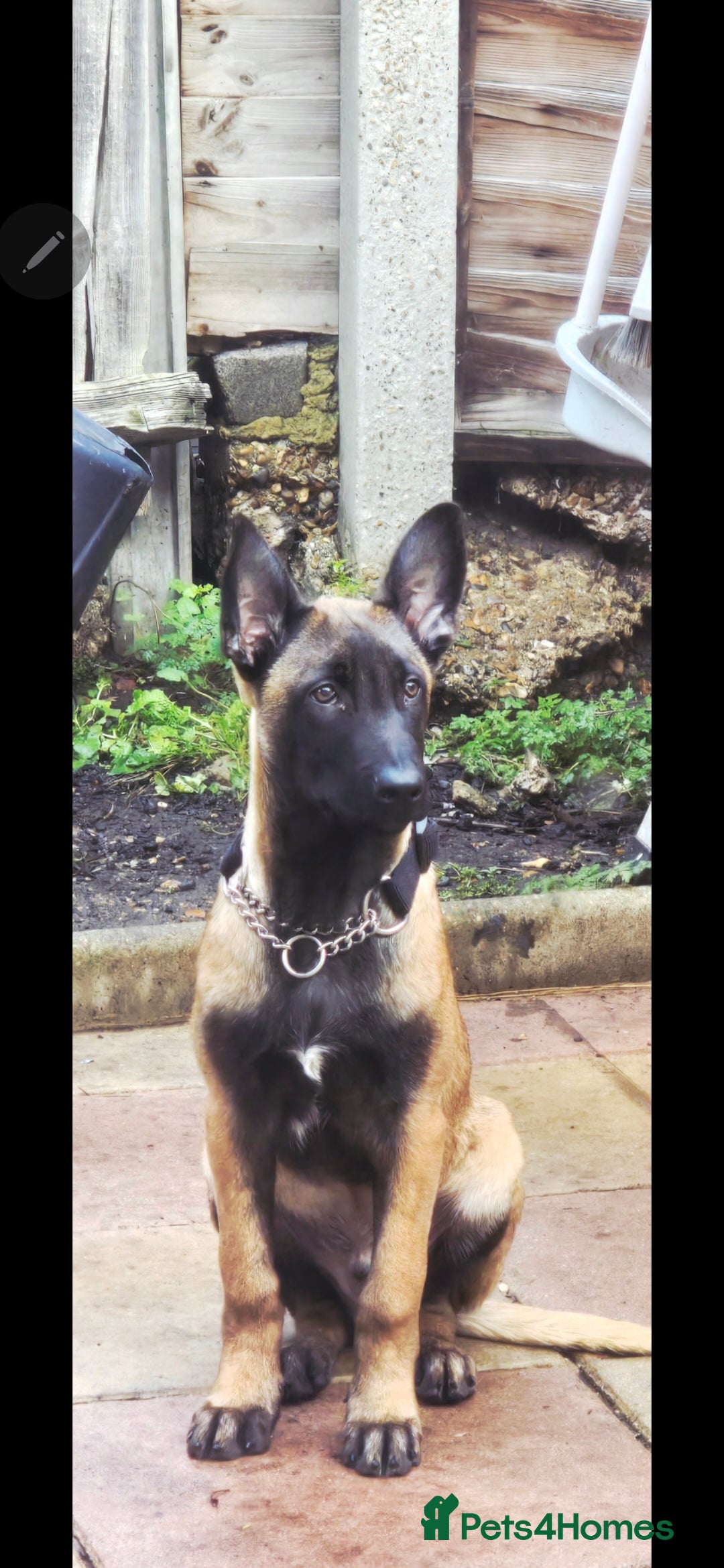 Belgian Shepherd Dog dogs Kabus - Advert 1