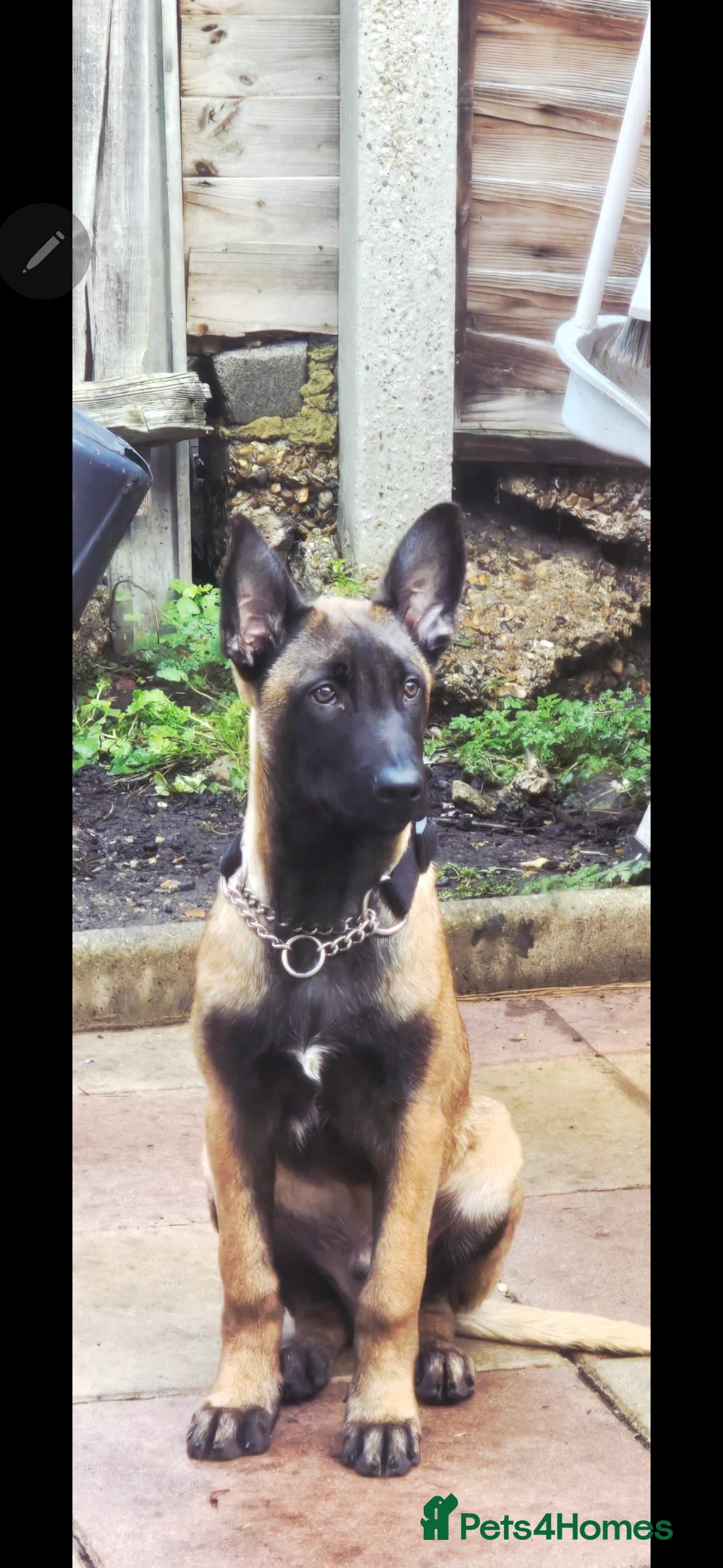 Belgian Shepherd Dog dogs for sale: Kabus - Advert 1