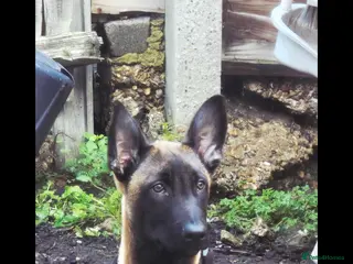 Belgian Shepherd Dog dogs Kabus - Advert 1