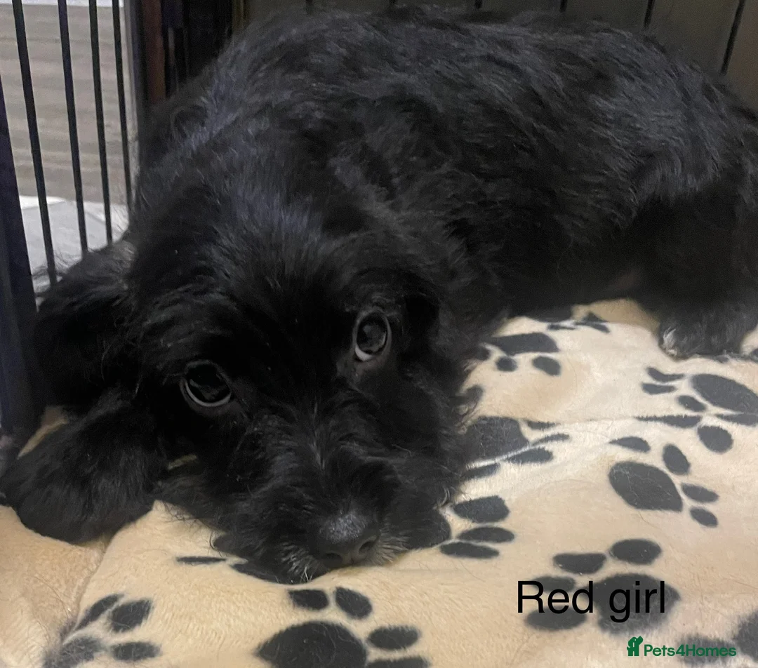 Cockapoo dogs for sale: Beautiful cockapoo puppies  - Advert 1