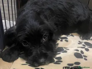 Cockapoo dogs Beautiful cockapoo puppies - Advert 9