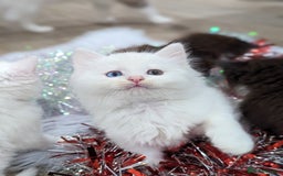 Ragdoll cats for sale: Ragdoll kittens - Advert 8