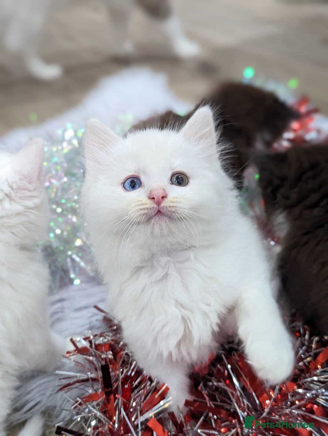 Ragdoll cats for sale: Ragdoll kittens - Advert 8