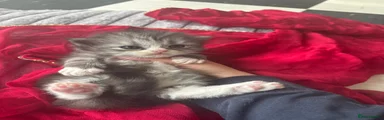 Persian Kitten 2
