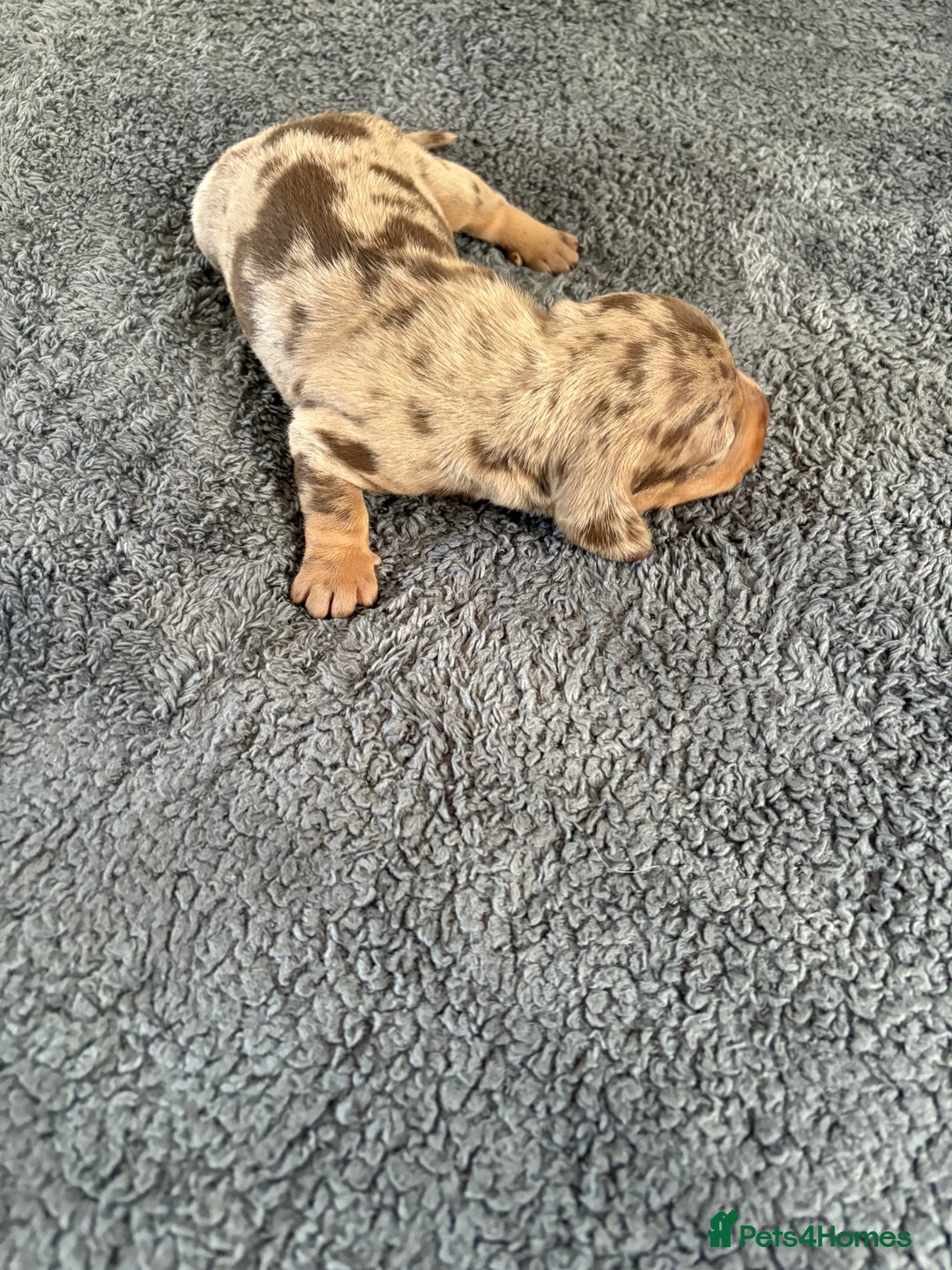 Dachshund dogs for sale: 4 absolutely gorgeous dachshund girls  - Advert 22