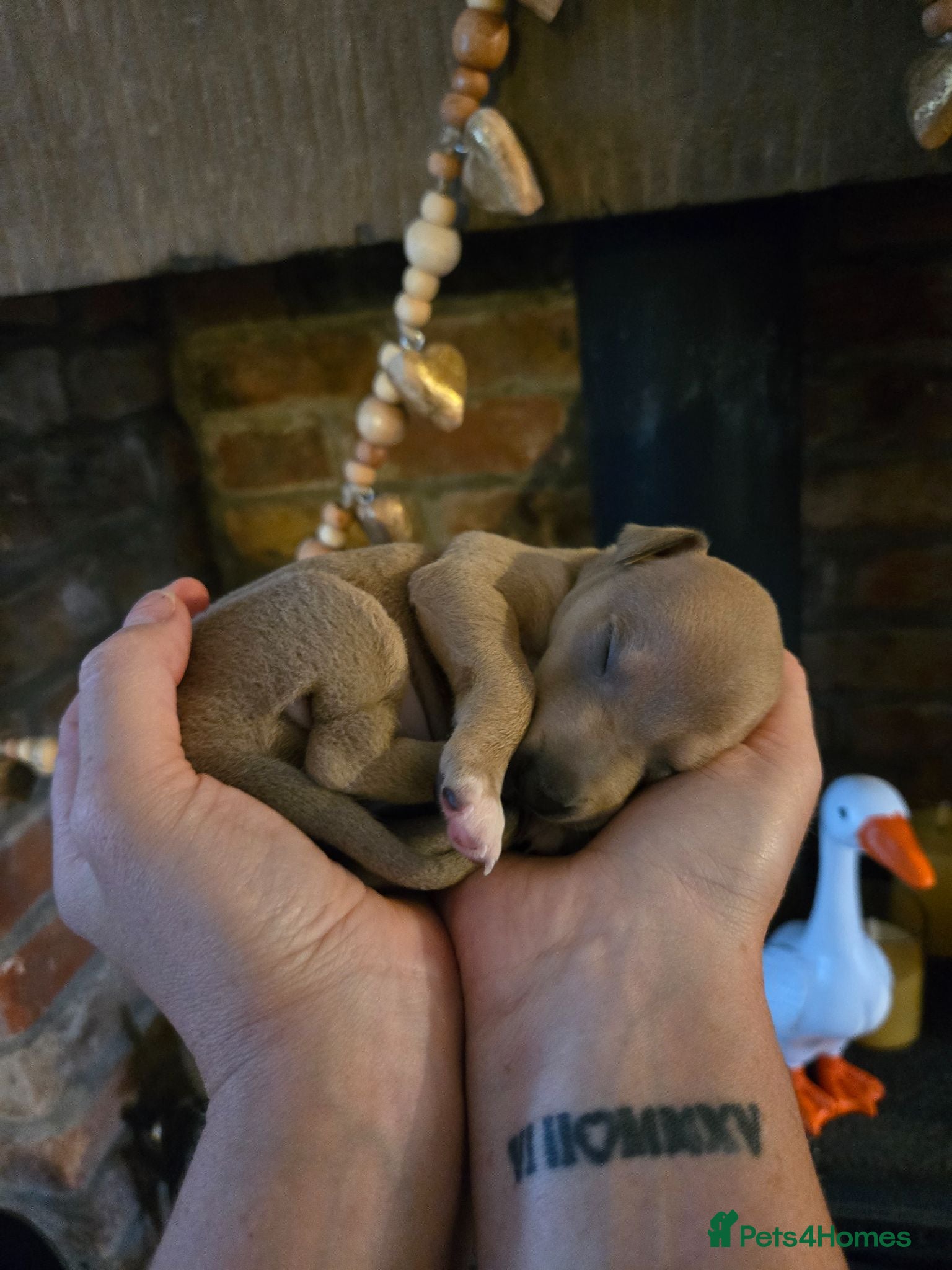Italian Greyhound dogs 2 tiny KC registered Italian Greyhound boys - Advert 1