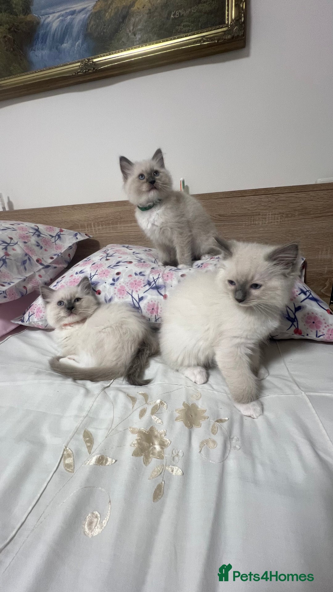 Ragdoll cats for sale: 3 Ragdoll kittens  - Advert 17