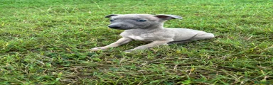Whippet 1