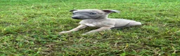 Whippet dogs for sale: Beautiful kc registered puppies - Advert 3