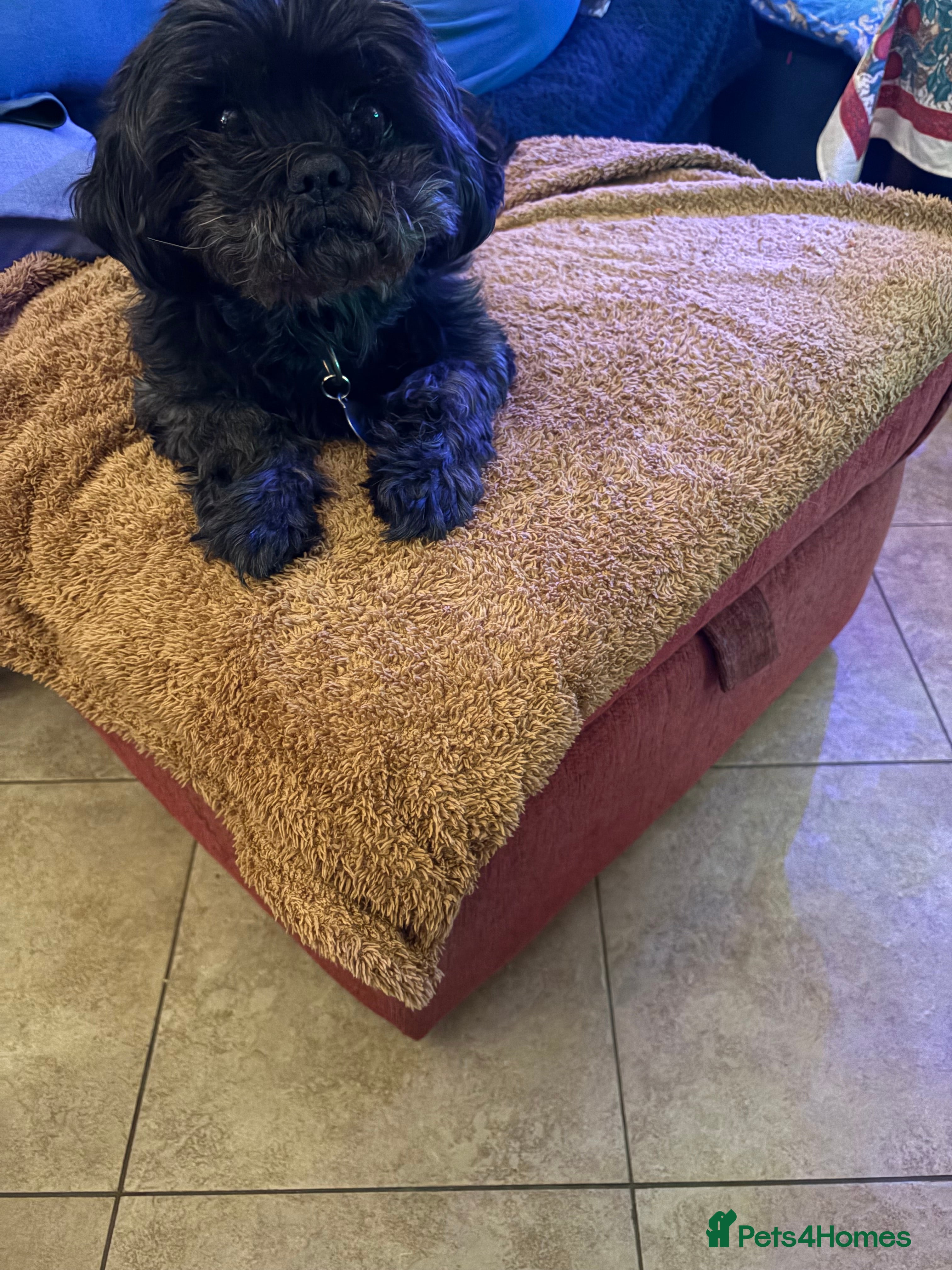 Shih Tzu dogs KC Black Zorro for stud - Advert 1