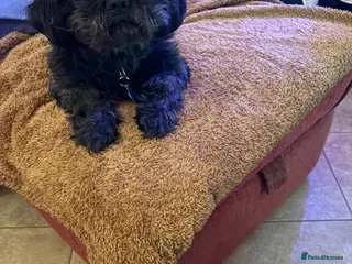 Shih Tzu dogs KC Black Zorro for stud - Advert 1