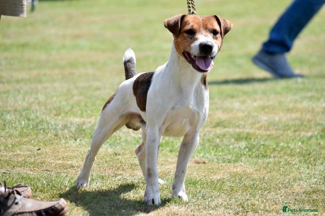Jack Russell dogs for sale: Jack Russell Dog Puppies - Image 2