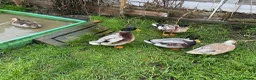 Ducks poultry for sale: 6 Miniature Apple yard hatching eggs - Advert 3