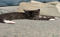 Persian cats for sale: 😻 x2 Male Chinchilla Persians 😻 - Image 3