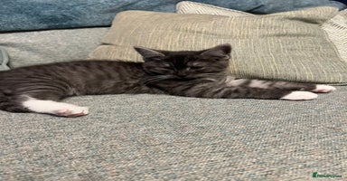 Persian cats - Advert 8