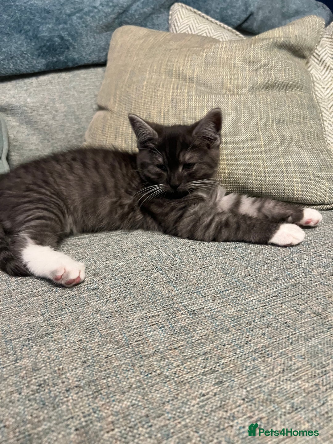 Persian cats for sale: 😻 x2 Male Chinchilla Persians 😻 - Image 3
