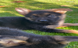 German Shepherd dogs for sale: Chunky Farm bred GSD pups ready now. - Image 18