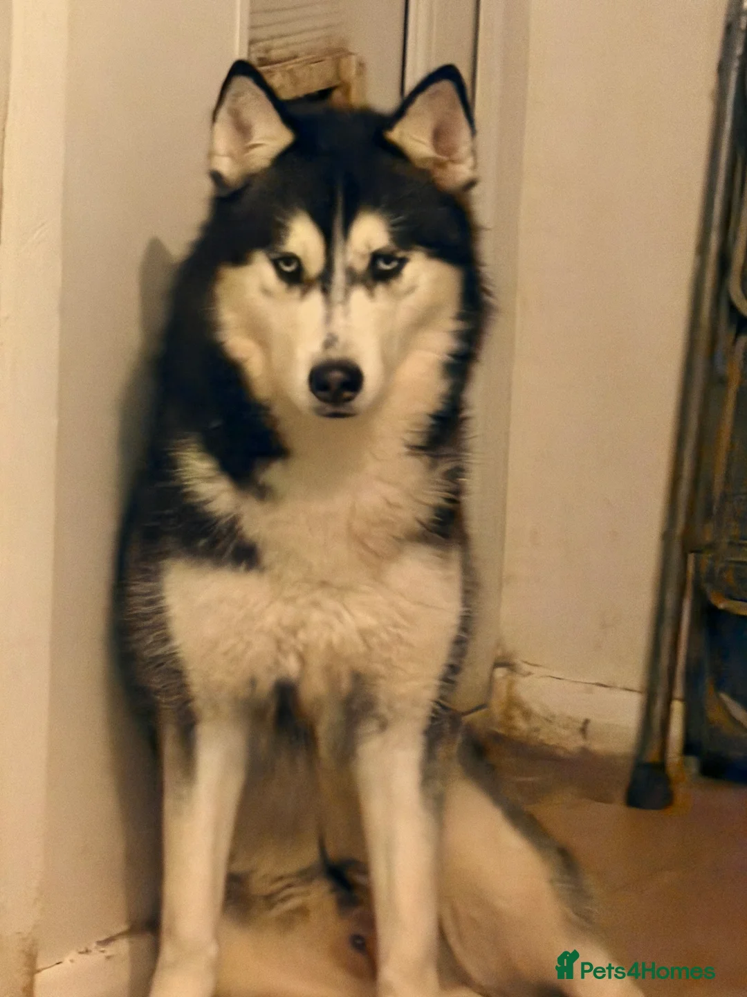Siberian Husky dogs for stud: beautiful Zeus - Advert 5