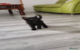 Mixed Breed cats for sale: Black Kitten boy  - Image 5