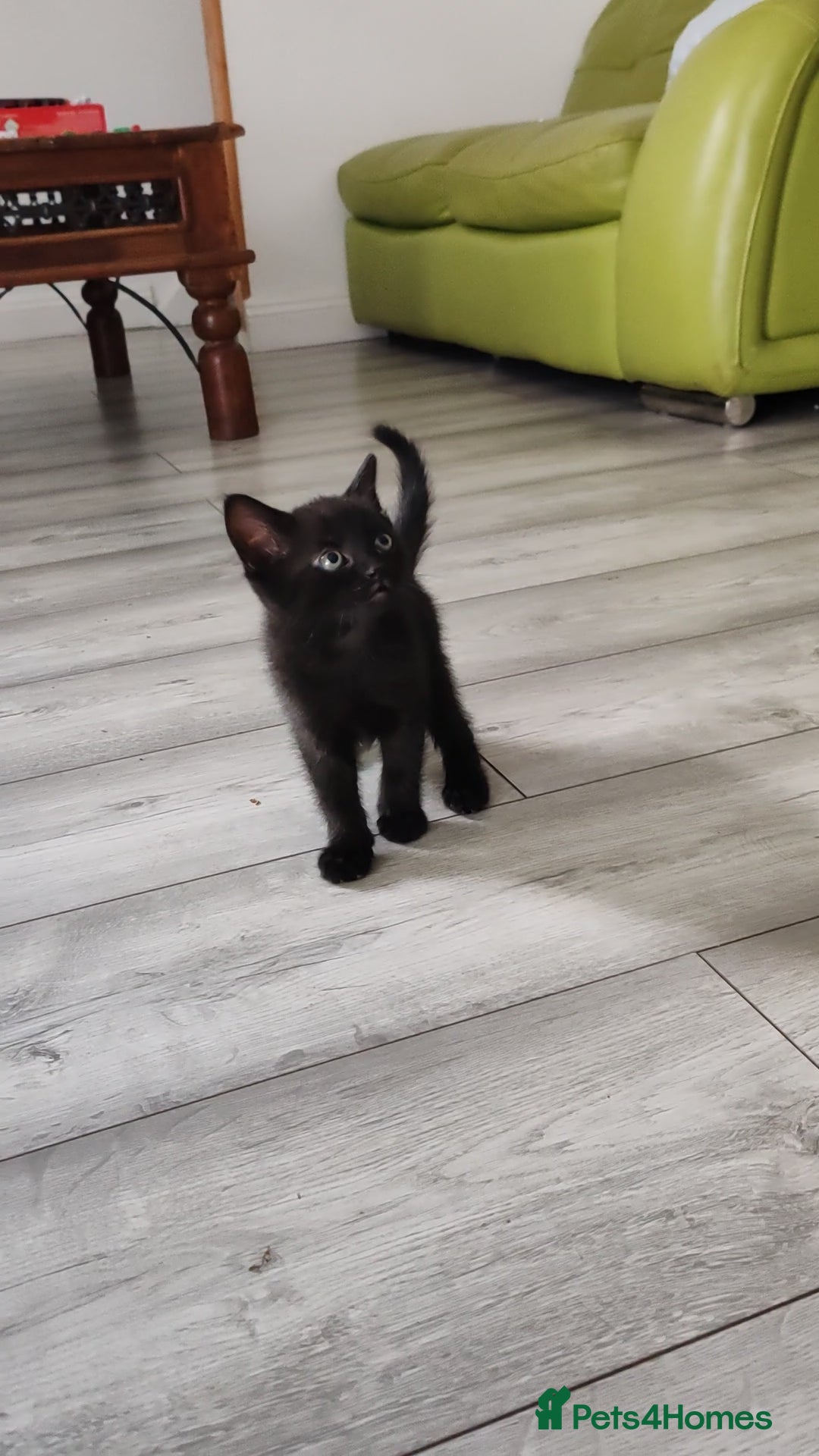 Mixed Breed cats for sale: Black Kitten boy  - Image 5