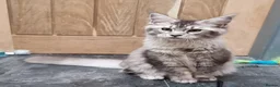 Maine Coon cats for sale: GCCF registered Pedigree Maine Coon Kittens - Advert 12