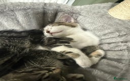 British Shorthair cats for sale: Playful kittens - Image 11