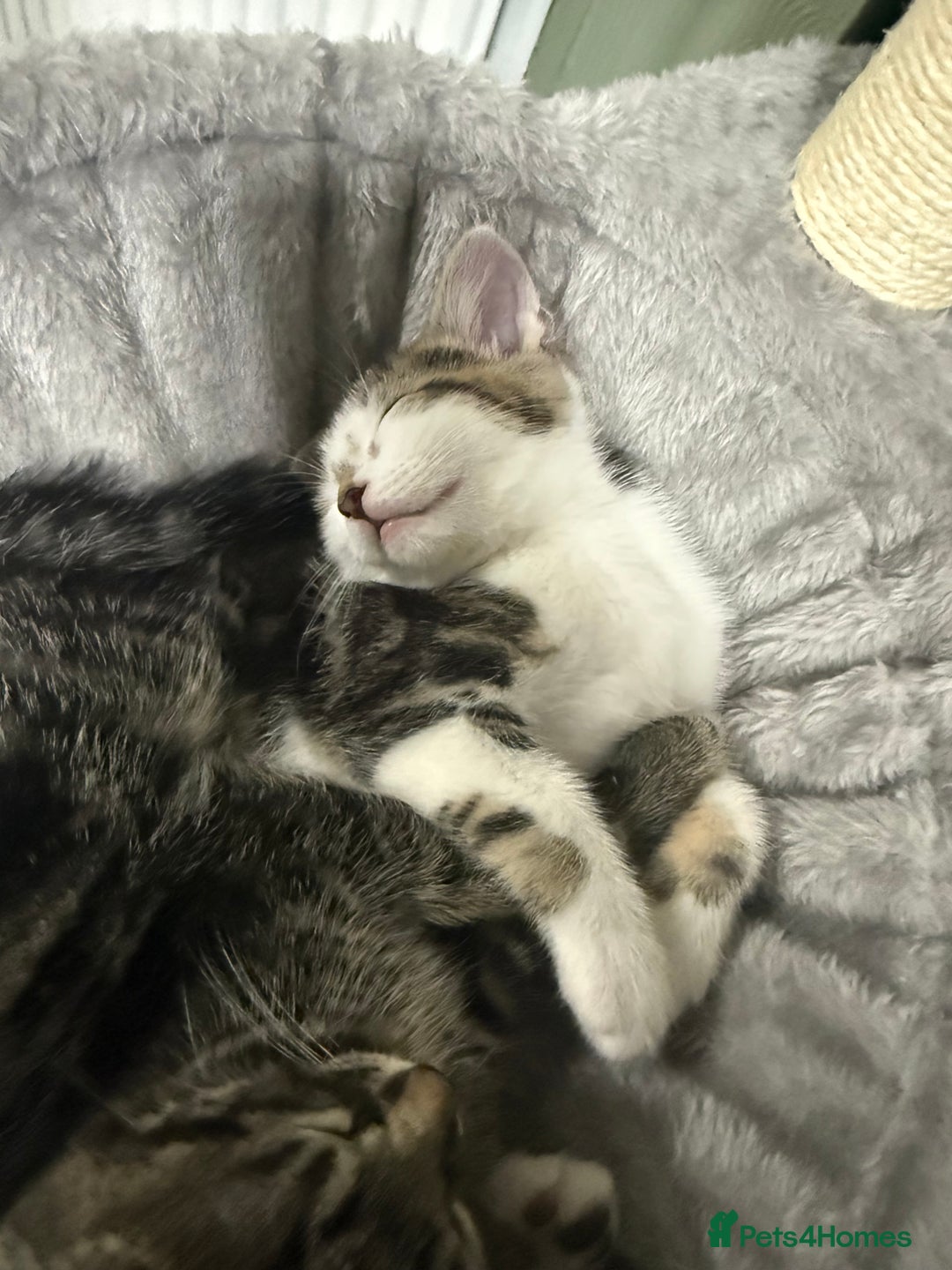 British Shorthair cats for sale: Playful kittens - Image 11