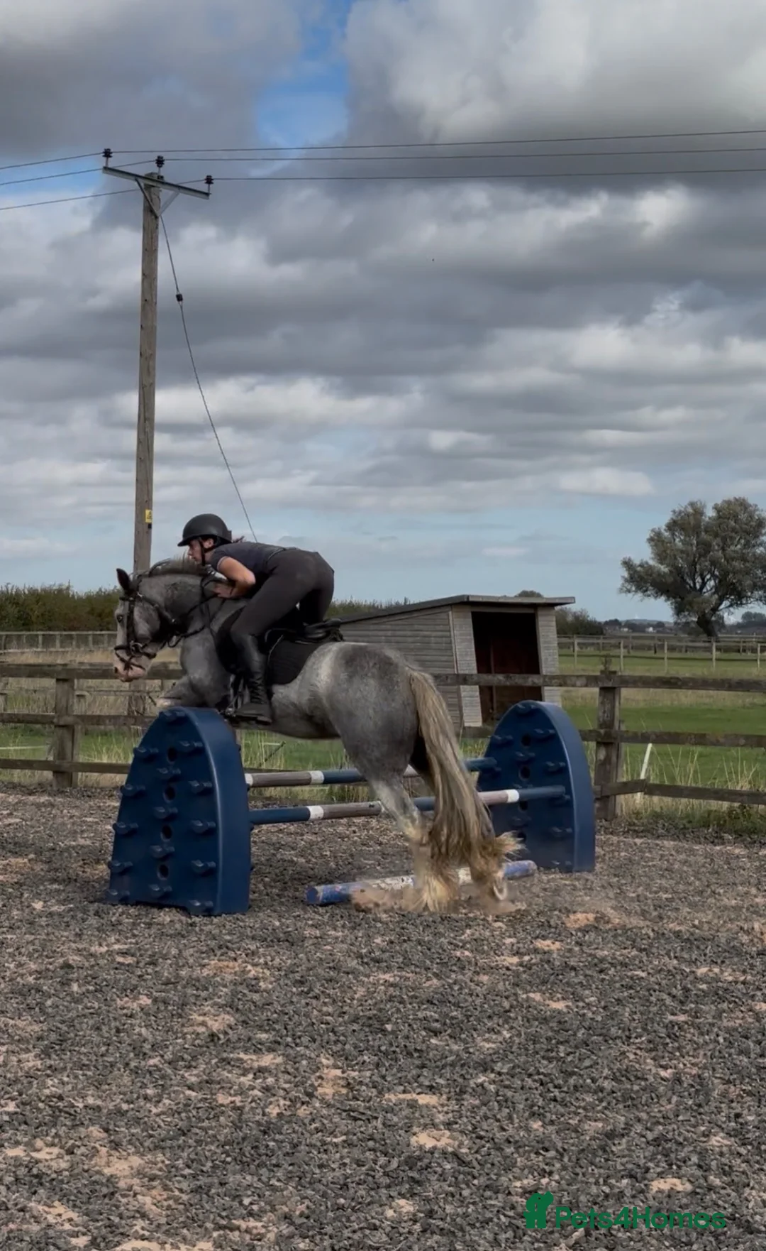 Irish Cob horses for sale: 13.3 Allrounder Cob Mare - Advert 7
