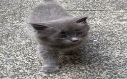 British Longhair cats for sale: Fluffy Grey British Longhair Kittens - Image 5