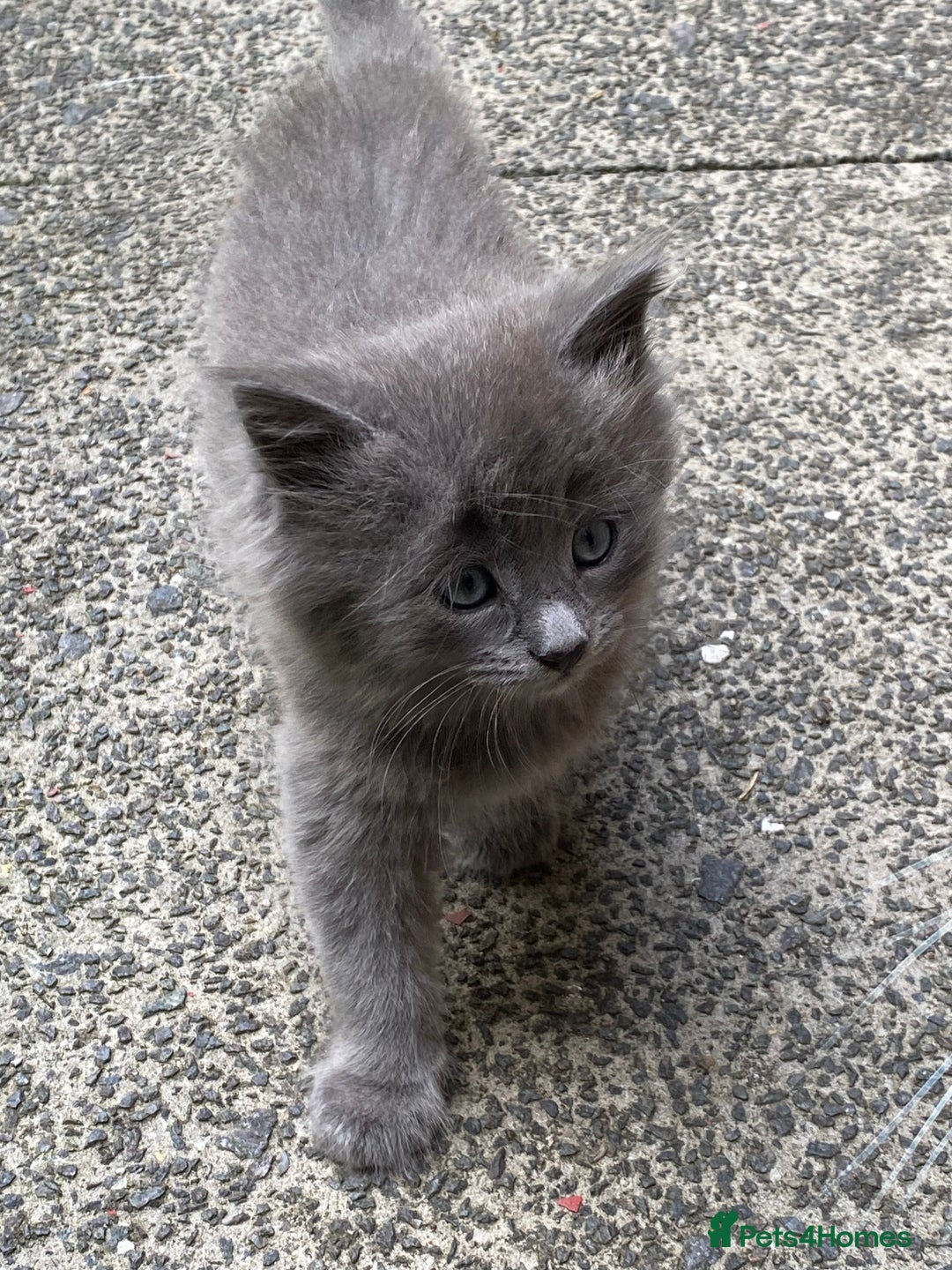 British Longhair cats for sale: Fluffy Grey British Longhair Kittens - Image 5
