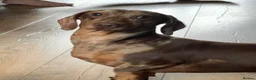 Miniature Dachshund dogs for stud: Proven stud miniature dachshund  - Advert 2