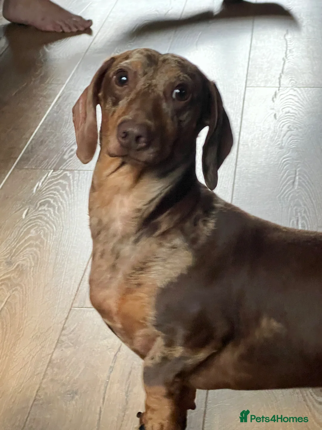 Miniature Dachshund dogs for stud: Proven stud miniature dachshund  - Advert 2