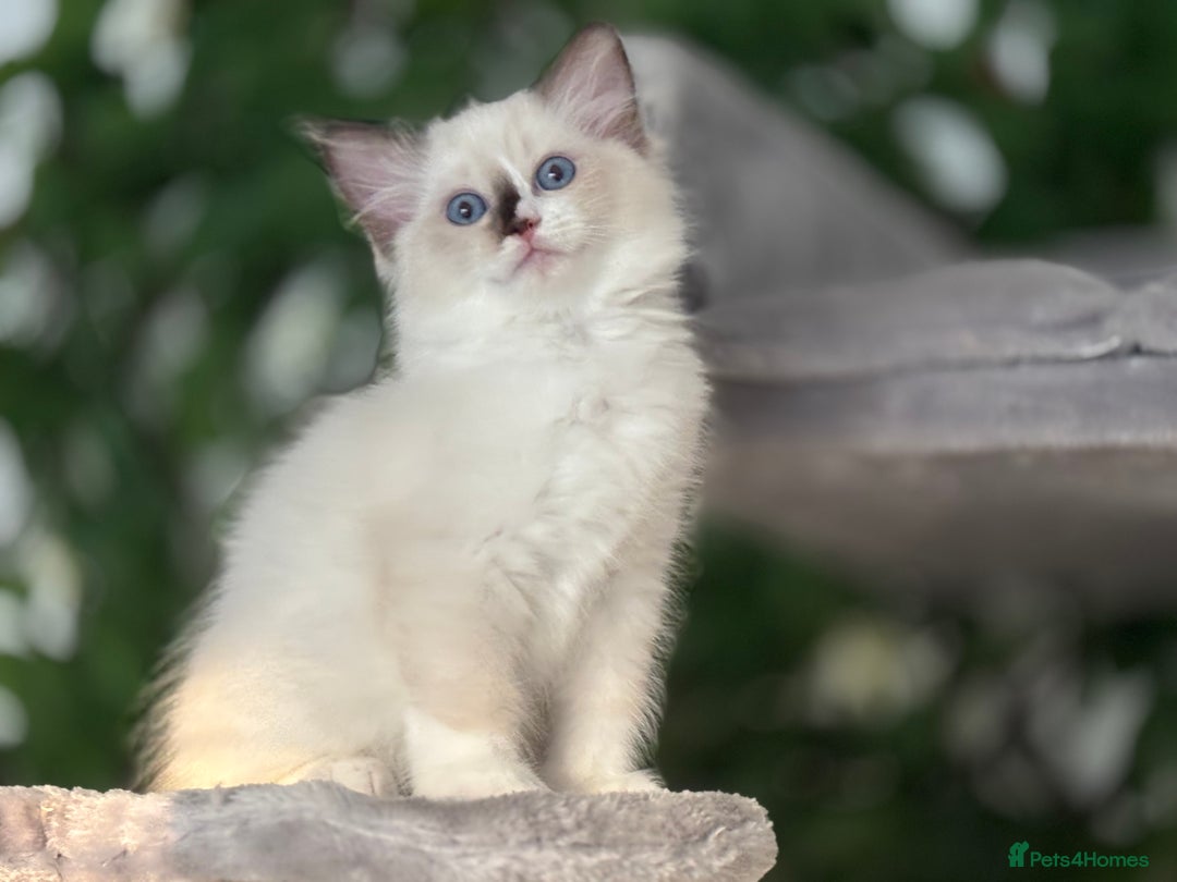Ragdoll cats for sale: TICA, DNA tested, 5 gen pedigree  - Image 17