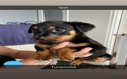 Rottweiler dogs for sale: 10 Rottweiler puppies - Image 6
