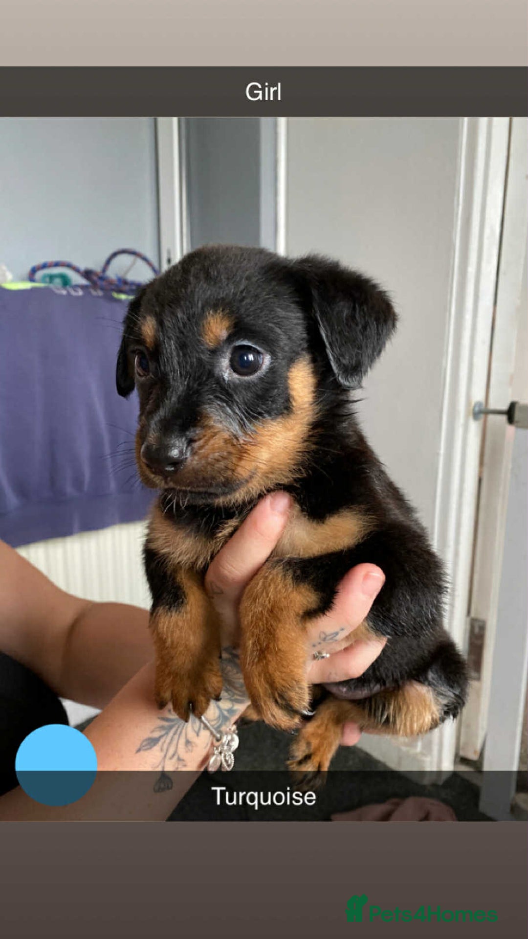 Rottweiler dogs for sale: 10 Rottweiler puppies - Image 6