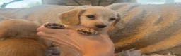 Miniature Dachshund dogs for sale: KC Longhaired Cream Miniature Dachshund Puppies - Advert 25