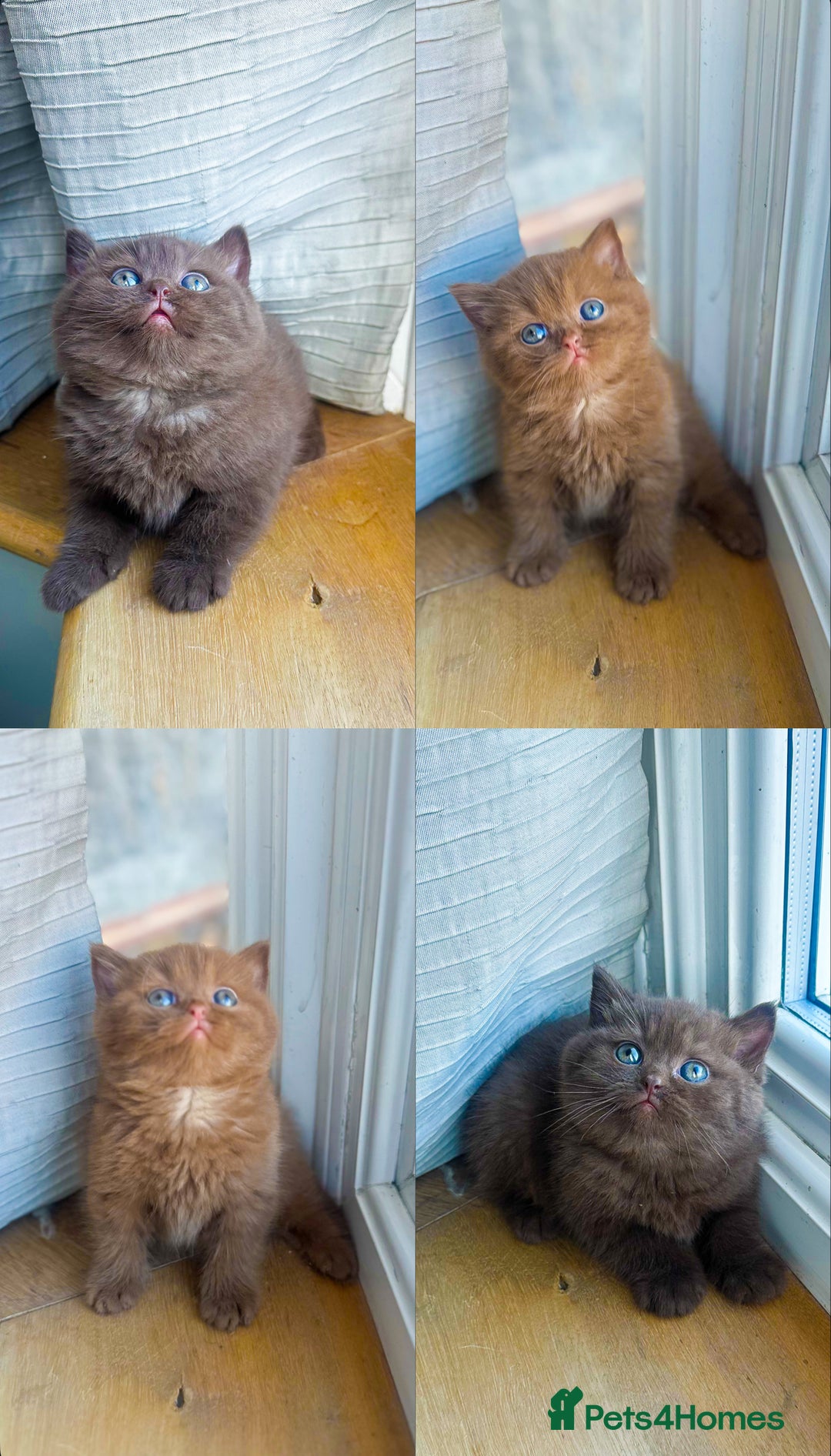 British Shorthair cats for sale: GCCF reg BS kittens true to type cinnamon  - Image 1