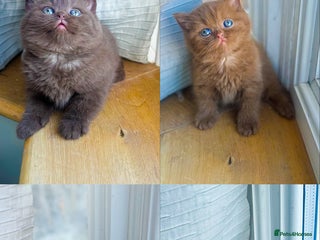 British Shorthair cats - Advert 26