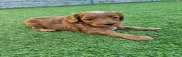 Mini Goldendoodle dogs for sale: LAST BOY Red and white F1b miniature goldendoodle - Advert 4