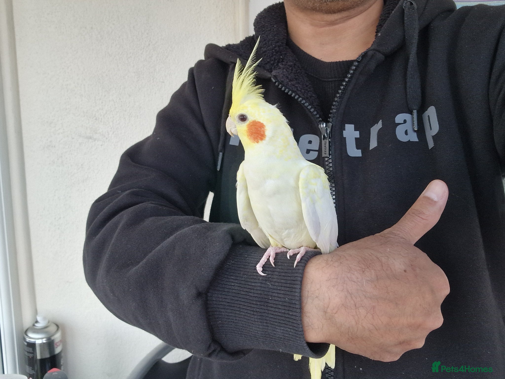 Cockatiels birds Super hand tamed cockatiel for sale  - Advert 13