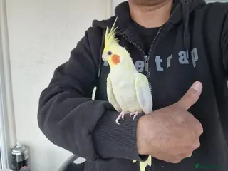 Cockatiels birds Super hand tamed cockatiel for sale - Advert 7