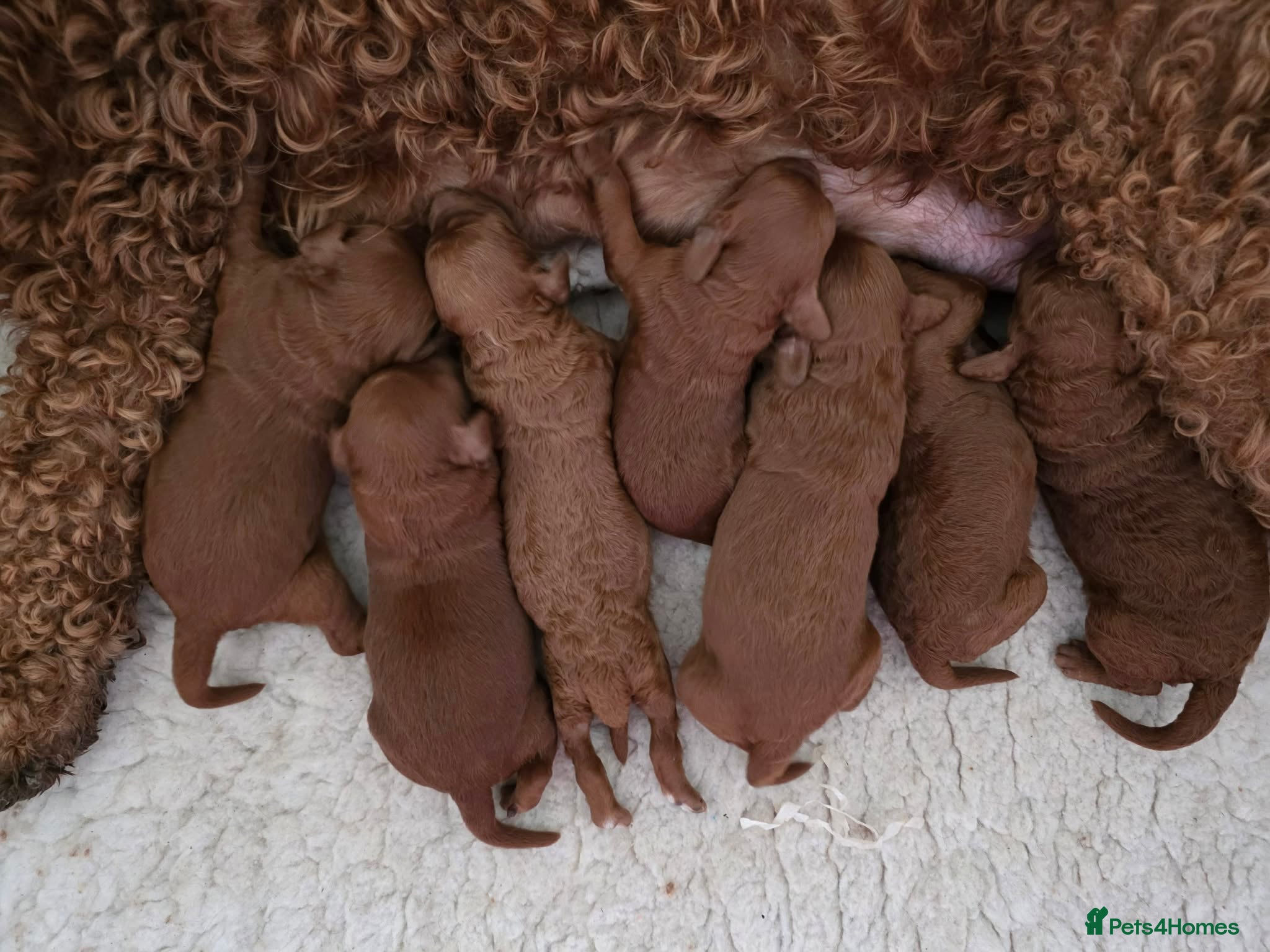 Irish Doodle dogs 👑Superb Rare Toy/Mini Deepest Red Irish Doodles👑 - Advert 1