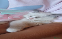 Ragdoll cats for sale: Beautiful Bluey  -unique little fluffy lovelies  - Image 19