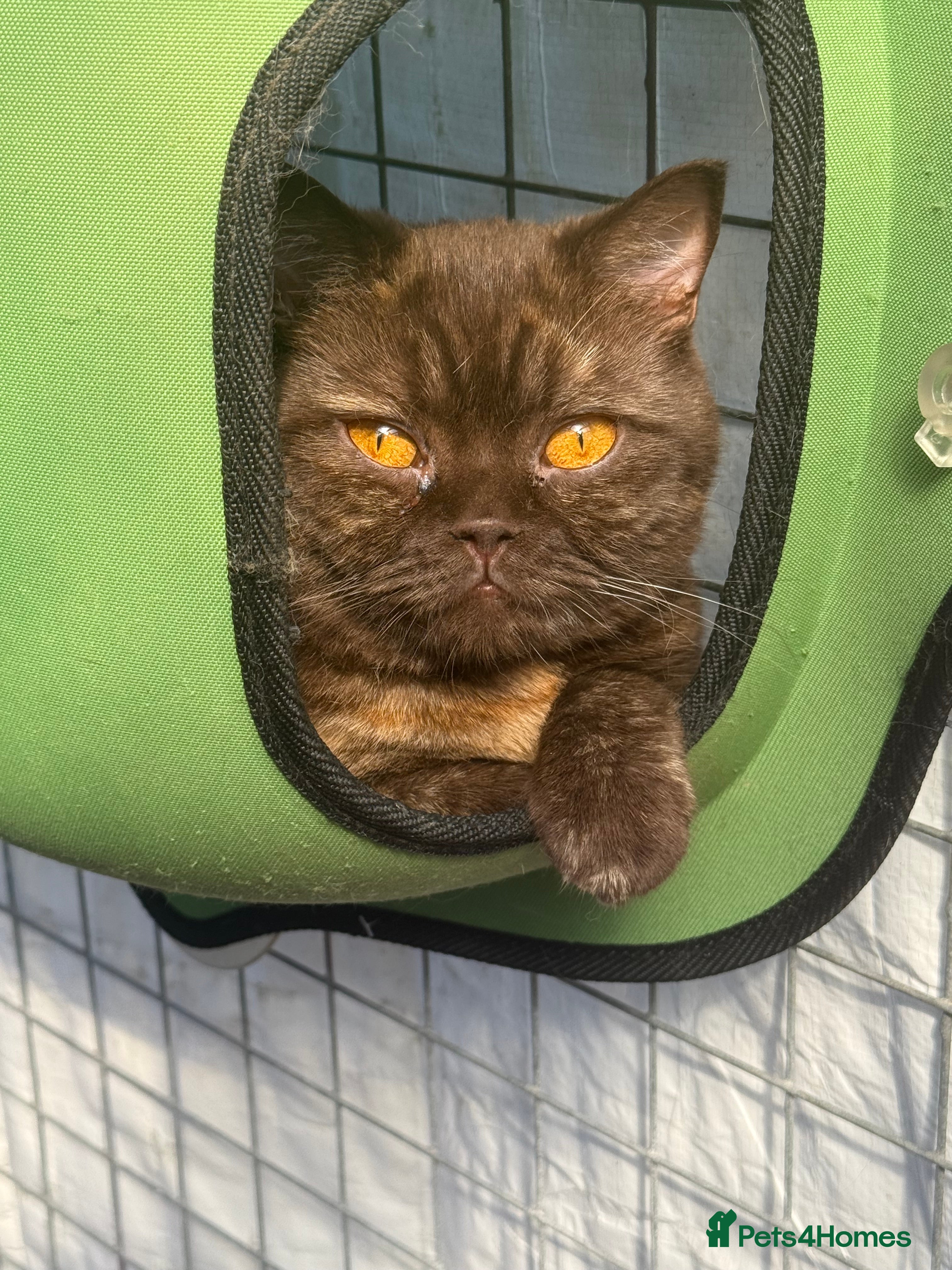 British Shorthair cats Stunning Active reg Chocolate Tortie British sh - Advert 1