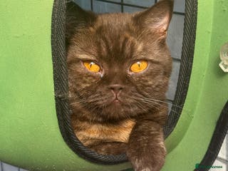 British Shorthair cats Stunning Active reg Chocolate Tortie British sh - Advert 2
