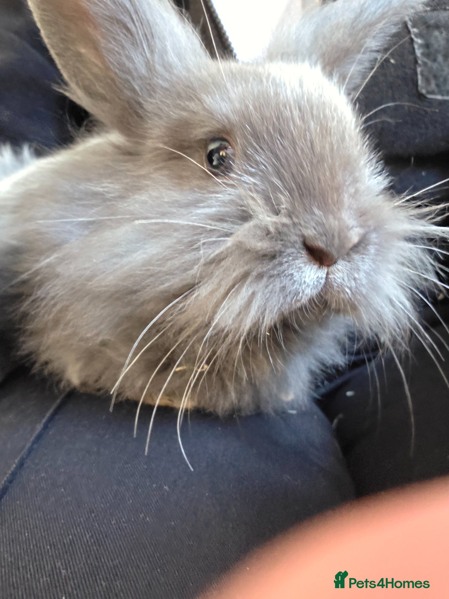 Mixed Breed rabbits Bunny  - Advert 15