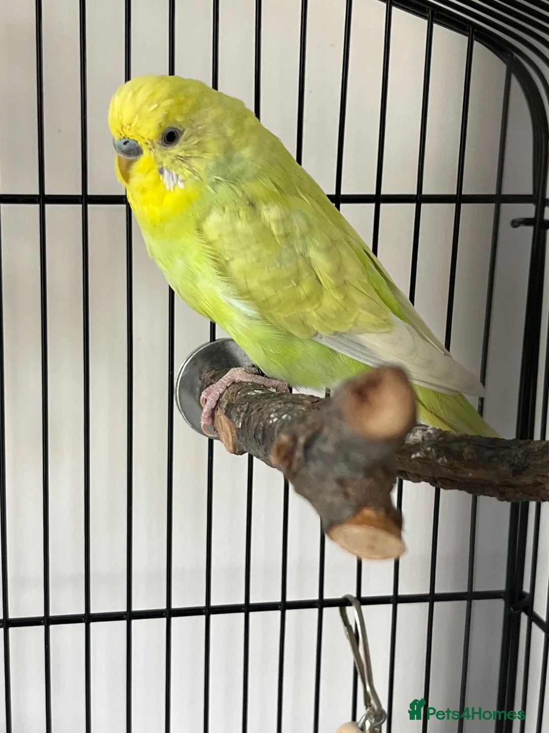 Budgerigars birds for sale: Male and Female Budgie’s in Rochdale - Advert 2