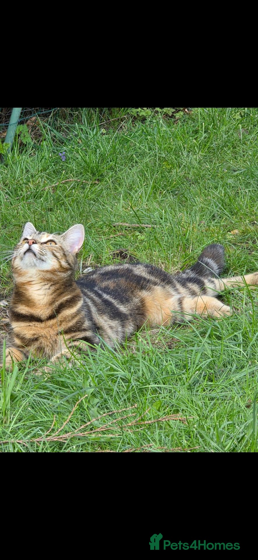 Mixed Breed cats for sale: 2 x 18  month old girls tabby and one tortie - Advert 5