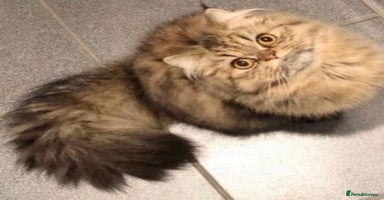 Mixed Breed cats - Advert 16